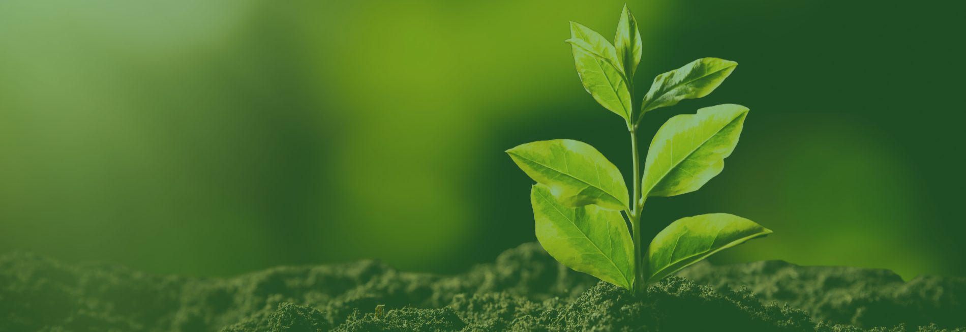 Values, ethics and sustainability